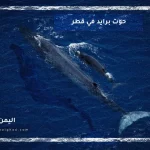 حوت برايد معلومات عنه اين يعيش ويكيبيديا