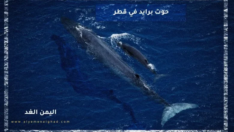 حوت برايد معلومات عنه اين يعيش ويكيبيديا | alyemenalghad.news