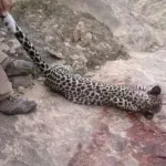 النمر اليمني يقتل بشكل يومي.. أين وزارة البيئة؟