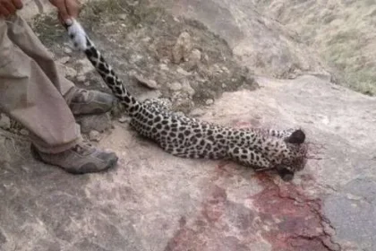 النمر اليمني يقتل بشكل يومي.. أين وزارة البيئة؟