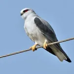 طائر الحدأة الذي كان سبب في حرائق أستراليا