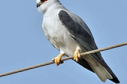 طائر الحدأة الذي كان سبب في حرائق أستراليا