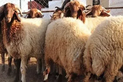 موعد إجازة عيد الأضحى المبارك 2020وما هي المده لها