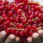 ماهو الكشمش من هو الكشمش انواع الكشمش 2022 سعر الزبيب اليمني