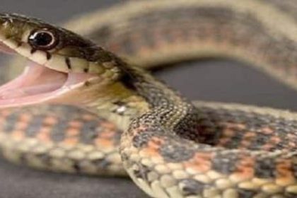 الهروب من الأفعى في المنام للحامل