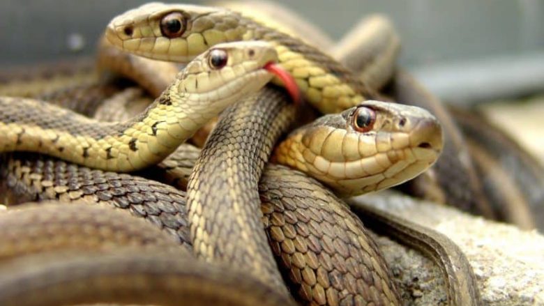 تفسير حلم الثعبان في المنام تفسير حلم الثعبان في المنام