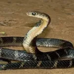 تفسير هروب الثعبان في الحلم