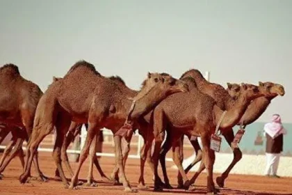 صاحب أكبر صفقة إيجار في عالم الإبل