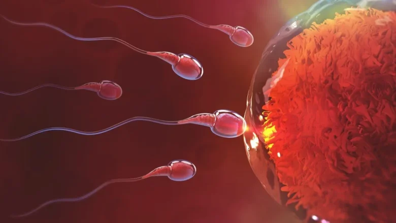 كيف اعرف ان البويضة تلقحت كيف اعرف ان البويضة تلقحت
