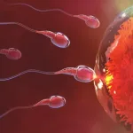 كيف اعرف ان البويضة تلقحت