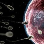 كيف اعرف ان البويضة تلقحت من أول يوم