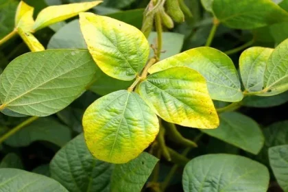 نقص النيتروجين في النبات - موقع فهرس