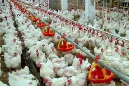 بورصة الدواجن أسعار الدواجن اليوم ١٤-١-٢٠٢٢ سعر البيض اليوم الجمعة