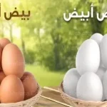 سعر كرتونة البيض اليوم الأربعاء 12 يناير 2022 في بورصة البيض الرئيسية ومنافذ البيع