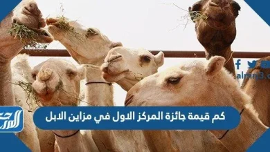 كم قيمة جائزة المركز الاول في مزاين الابل