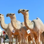 نتائج بن دغيثر والدبوس