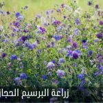 زراعة البرسيم الحجازي؛ طرق الزراعة والحصاد