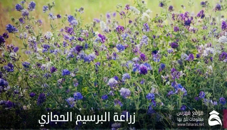 زراعة البرسيم الحجازي طرق الزراعة والحصاد زراعة البرسيم الحجازي؛ طرق الزراعة والحصاد