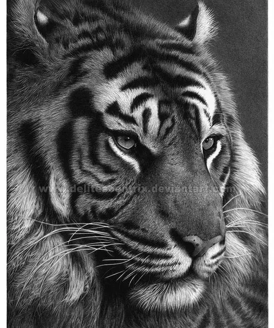 يوم النمر العربي معنى النمر العربي متى موعده