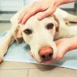 شاورما هليل لحم كلاب حقيقة اغلاق مطاعم شوارما هليل