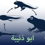 ايمما يلي غير مرتبط مع أبي ذنيبة ماهو او ذنيبه