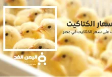 سعر الكتكوت الأبيض اليوم