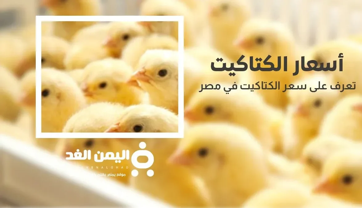 سعر الكتكوت الأبيض اليوم