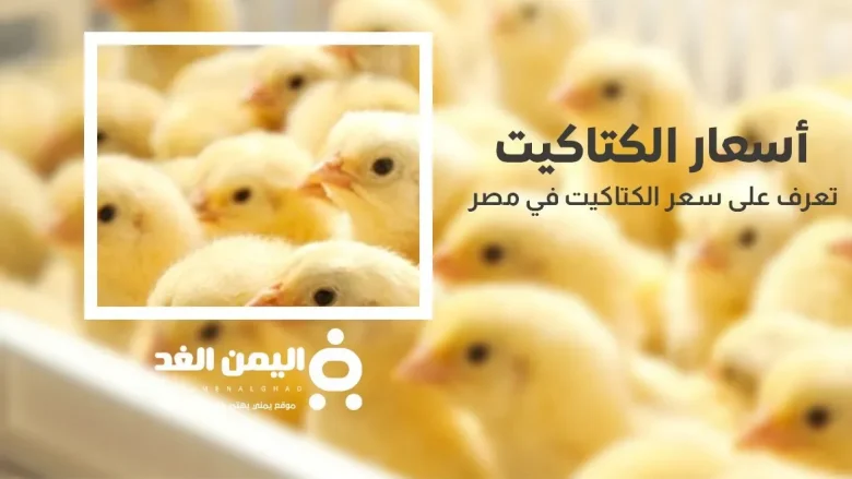 أسعار الكتاكيت سعر الكتكوت الأبيض اليوم عمر يوم 18 اكتوبر 2024 سعر الكتكوت الأبيض اليوم