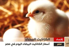 سعر الكتكوت الأبيض اليوم عمر يوم