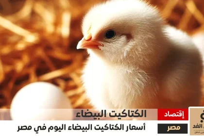 سعر الكتكوت الأبيض اليوم عمر يوم