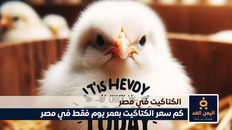 سعر الكتكوت الأبيض اليوم عمر يوم دليلك الشامل الكتكوت الأبيض اليوم عمر يوم