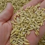 أسعار الأرز الشعير في الأسواق المصرية اليوم