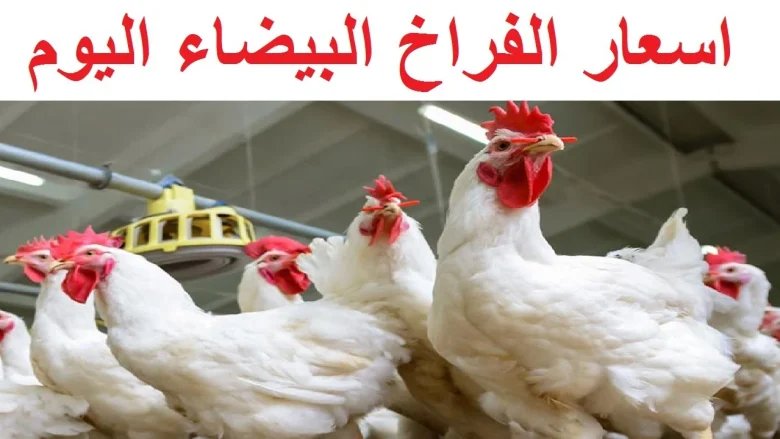أسعار الدواحن اليوم الإثنين الموافق 18 نوفمبر 2024 في البورصة والأسواق أسعار الدواحن اليوم