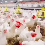 أسعار الفراخ