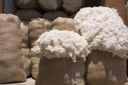 سعر قنطار القطن اليوم