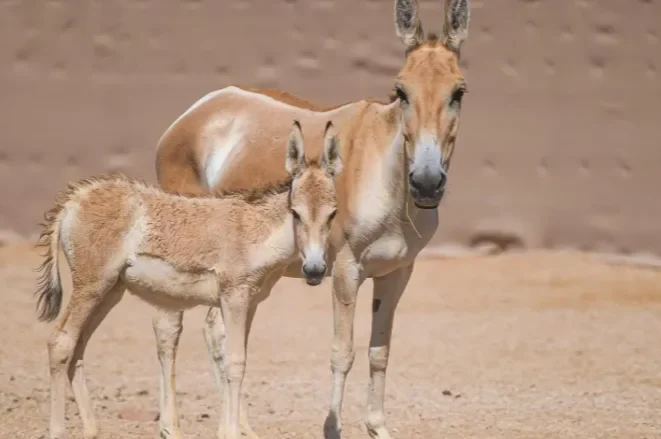الحمار البري يعود إلى محمية سعودية بعد اكثر من 100 عام من الغياب Equus hemionus onager الحمار البري يعود إلى محمية سعودية