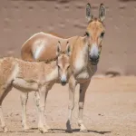 الحمار البري يعود إلى محمية سعودية