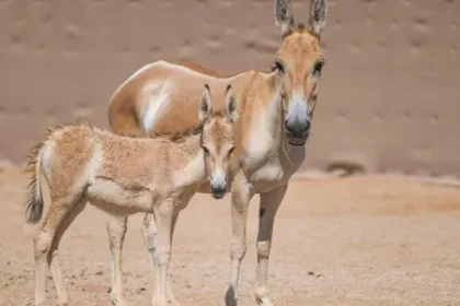 الحمار البري يعود إلى محمية سعودية