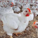 أسعار الدواجن اليوم 9-12-2024 وكذلك سعر البيض والبط