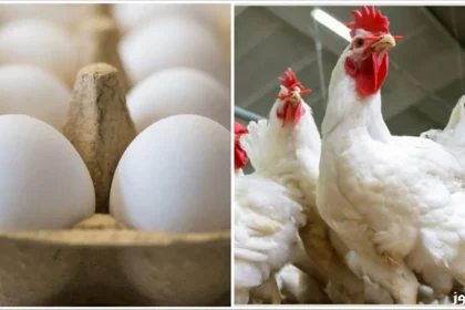 أسعار الدواجن في مصر النهارده، الأحد 15-12-2024