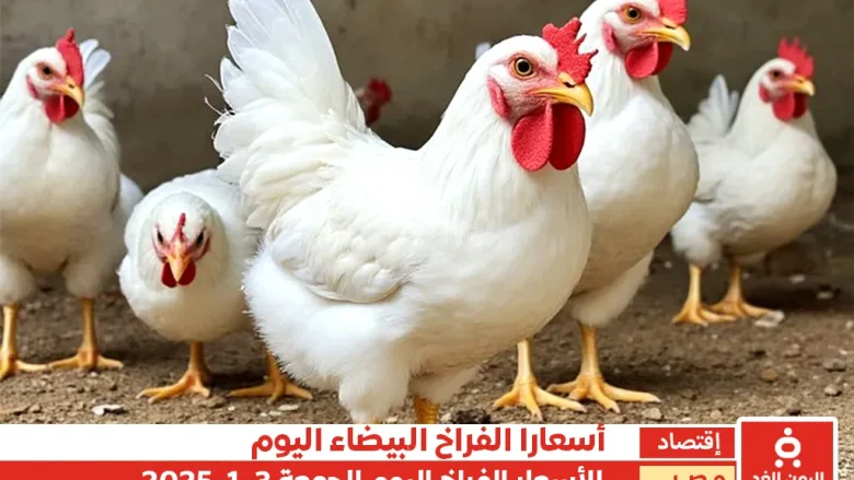 أسعار الفراخ البيضاء في مصر 3 يناير 2025 اليوم الجمعة البلدي والأمهات أسعار الفراخ البيضاء في مصر 3 يناير 2025