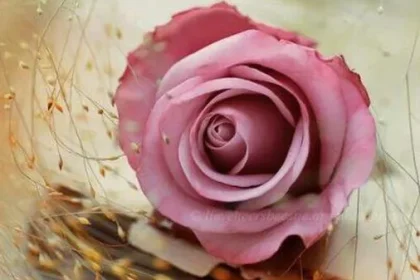 وفاء العوامي