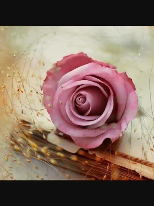 وفاء العوامي