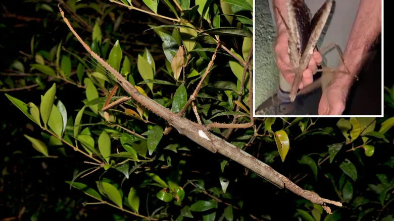 حشرة العصا العملاقة Acrophylla alta تدهش العلماء بطولها ووزنها القياسي صور معلومات حول حشرة العصا العملاقة