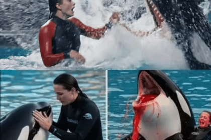 قصة حوت الأوركا وجيسيكا