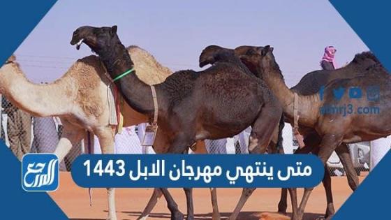 متى ينتهي مهرجان الابل 1443